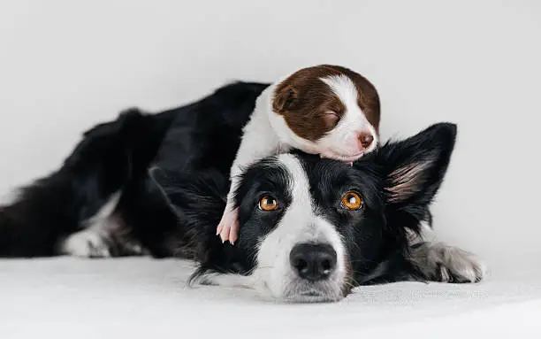 Border Collie puppy