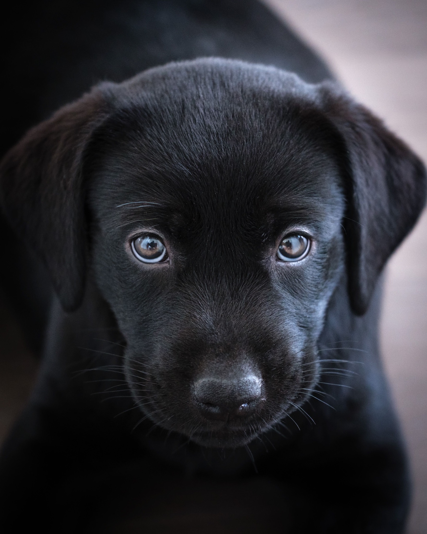 Labrador puppy