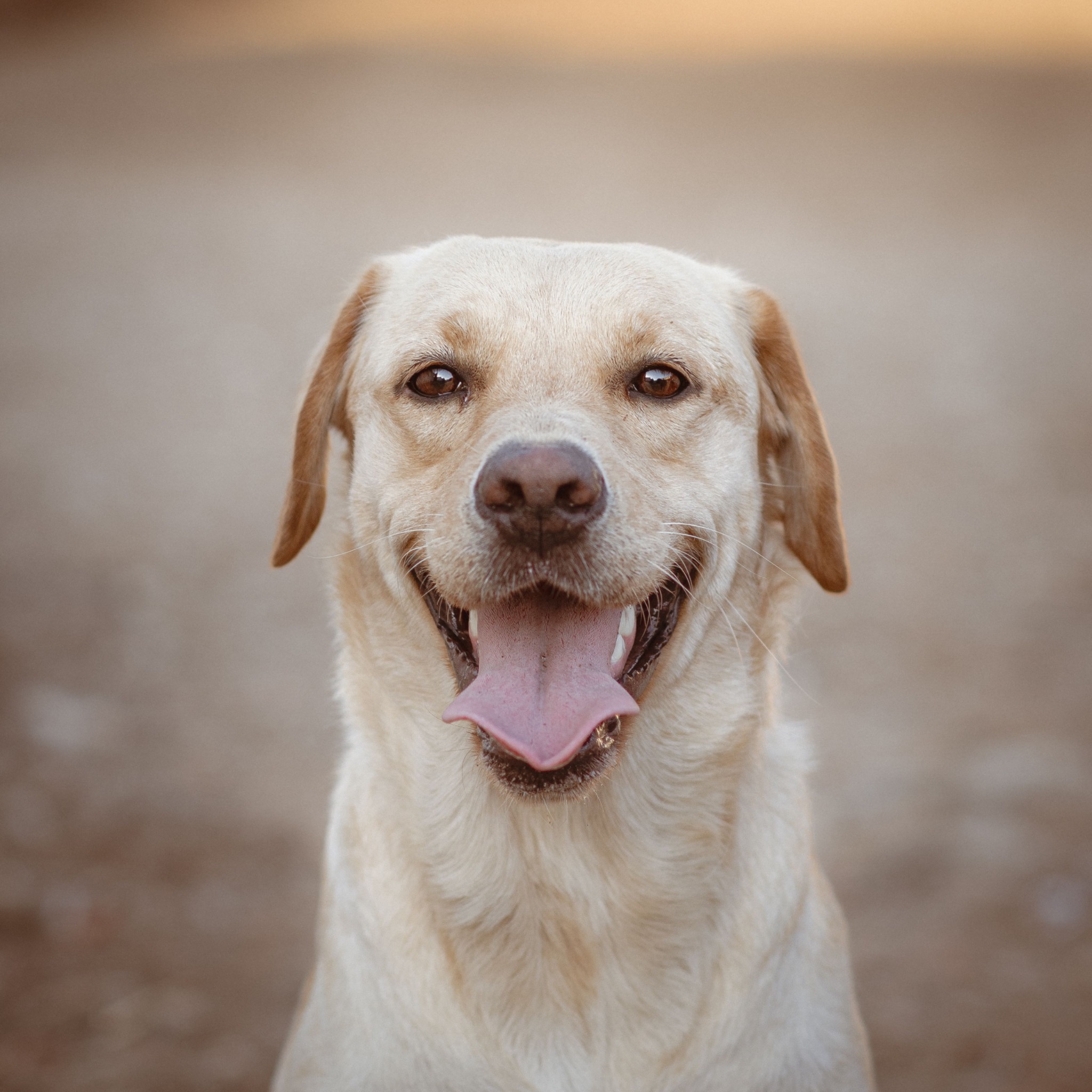 Labrador